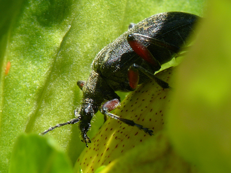 Käfer auf Enzianblüte