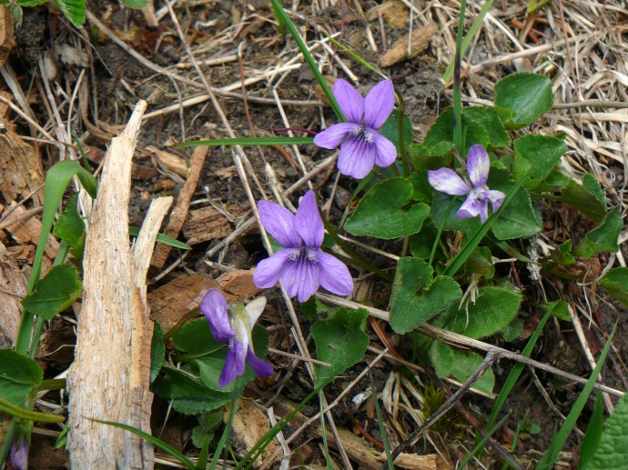 Rauhaariges Veilchen (Viola hirta) oder Waldveilchen