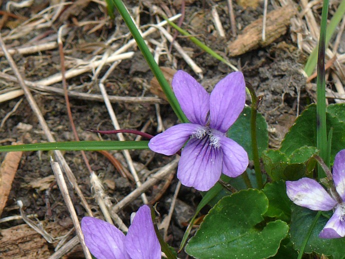 Rauhaariges Veilchen (Viola hirta) oder Waldveilchen