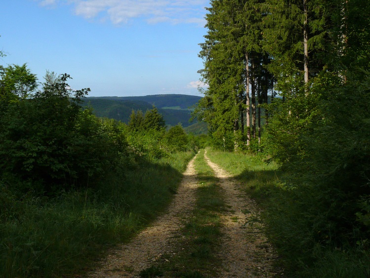 Waldweg bei Buchheim