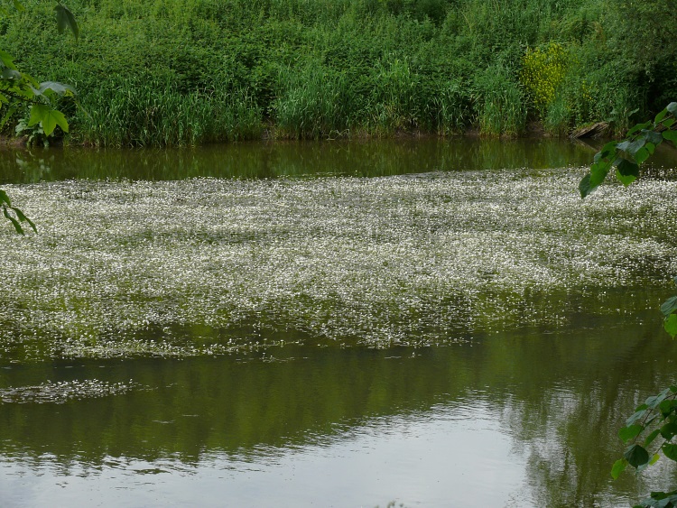 Massenblüte im flachen Donauwasser
