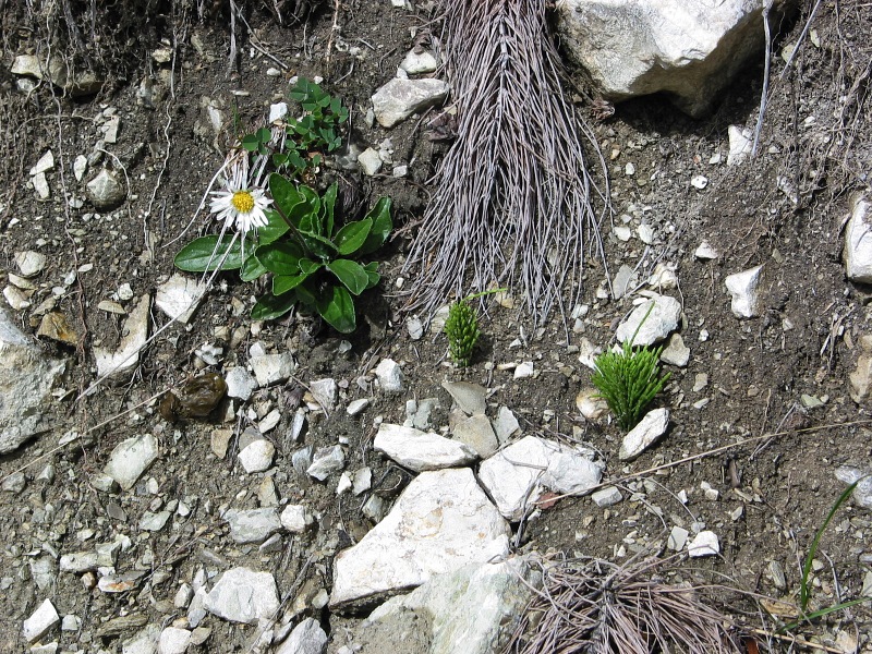 Alpenmaßliebchen (Aster bellidiastrum)