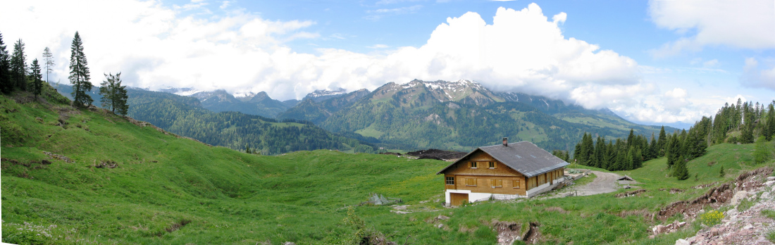 Panoramabild mit  Winterstaude