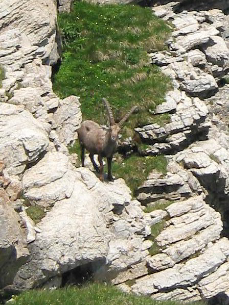 Steinbock