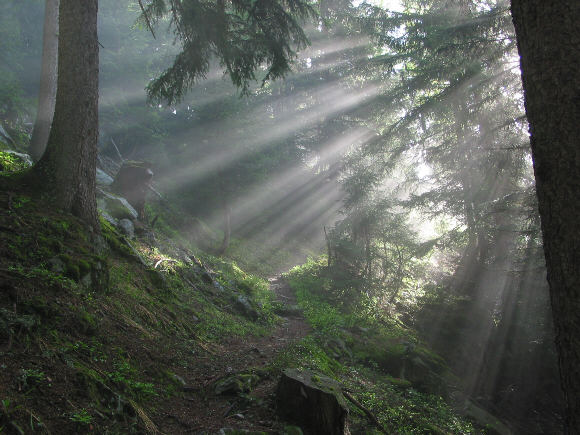 Morgenstimmung im sonnendurchfluteten Wald