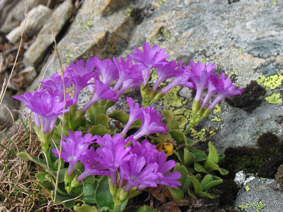 Rote Felsen-Primel (Primula hirsuta)