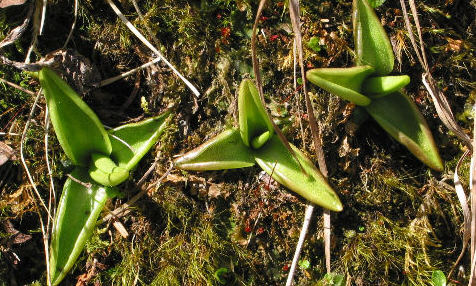 Pinguicula vulgaris (gemeines Fettkraut)