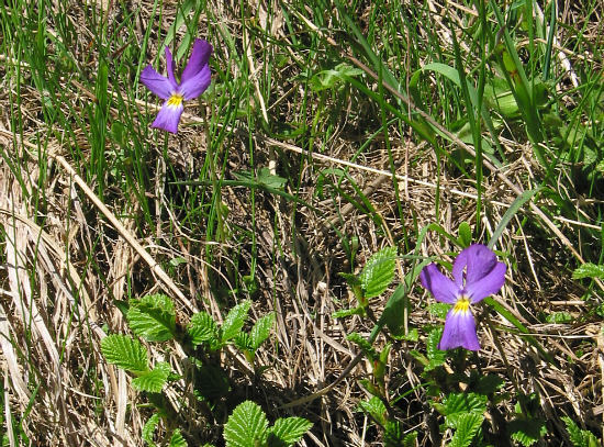Langsporniges Stiefmütterchen (Viola calcarata ssp. calcarata)