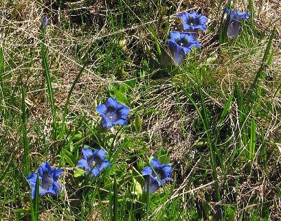 Südalpen-Enzian (Gentiana alpina)