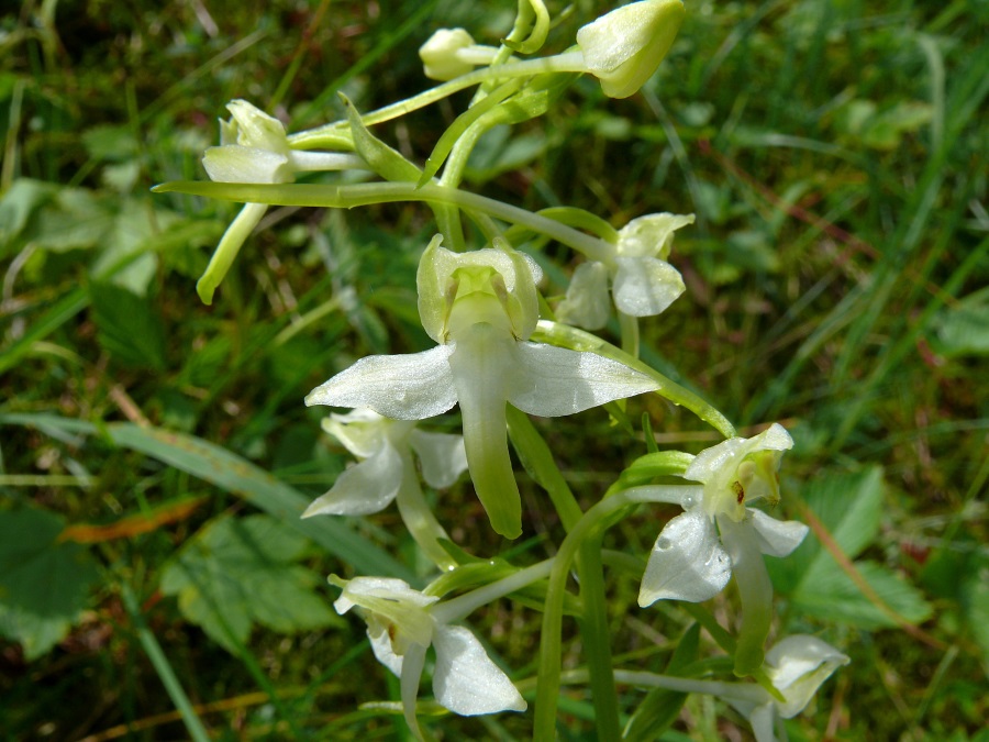 Grünliche Waldhyazinthe