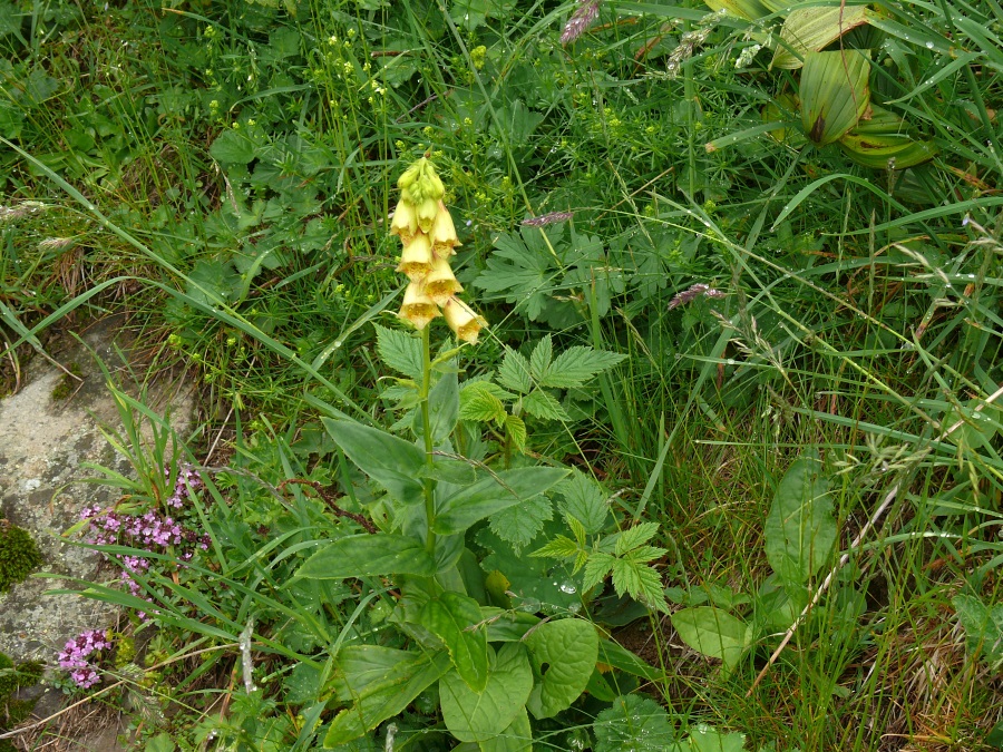 Großblütiger Fingerhut (Digitalis grandiflora)