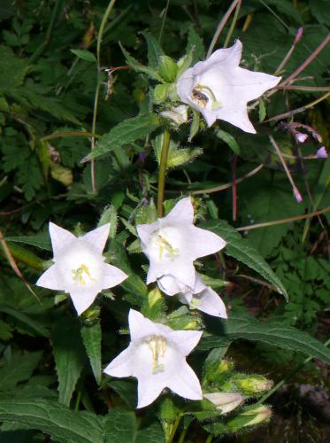 Nessel-Glockenblume (Campanula trachelium)