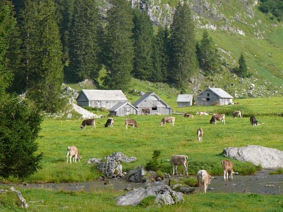 Kühe auf der Alm