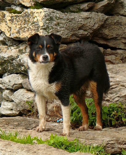 Wachhund bei der Alpe Klingen