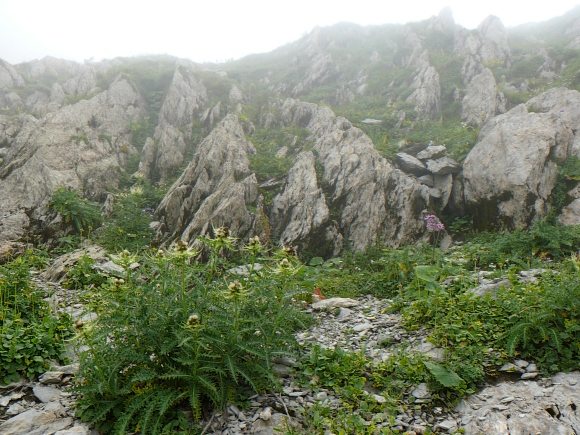 Abstiegsweg von der Lauchwies im Nebel