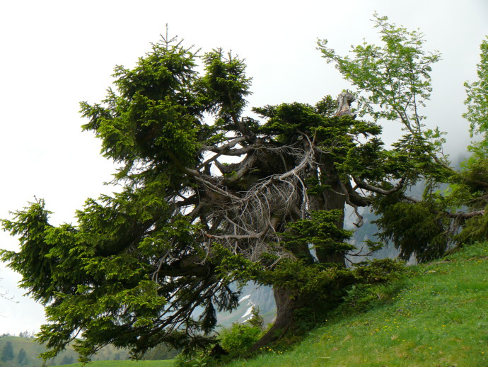 Zerzauster Baum