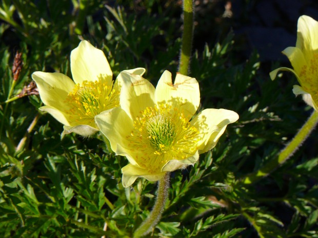 Schwefelgelbe Anemone