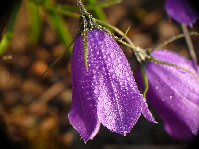 Glockenblume im Morgentau