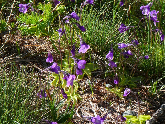 Pinguicula vulgaris