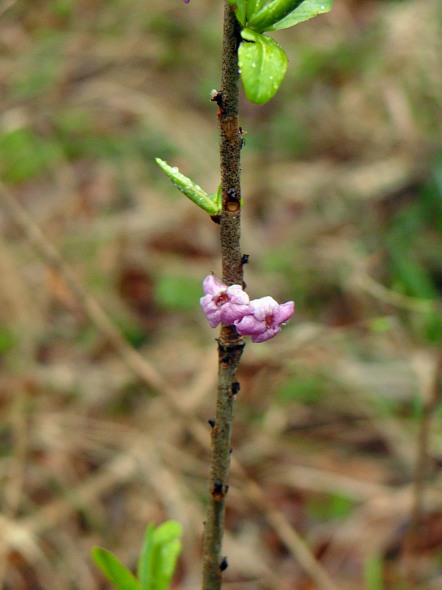 Seidelbast-Blüte