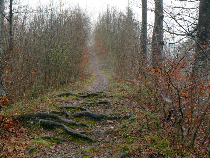 Weg zum Schauenberg