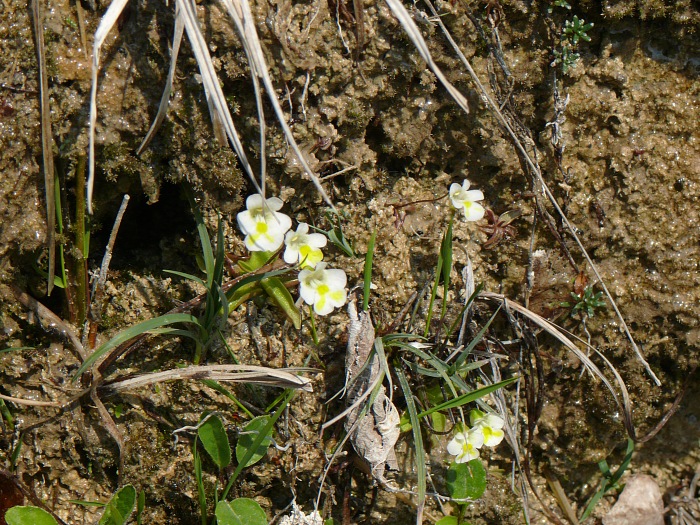 Fettkraut (Pinguicula alpina)