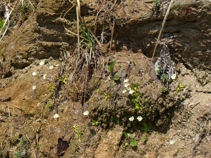 Fettkraut (Pinguicula alpina)