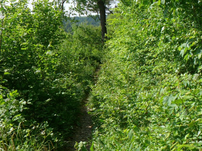 üppige Vegetation