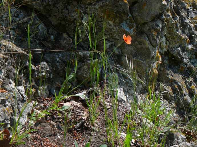 Mohn