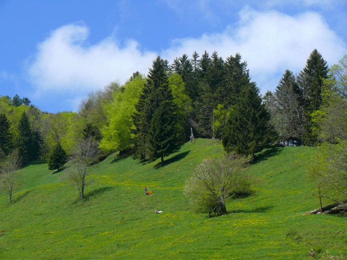 Wiese bei Balmberg