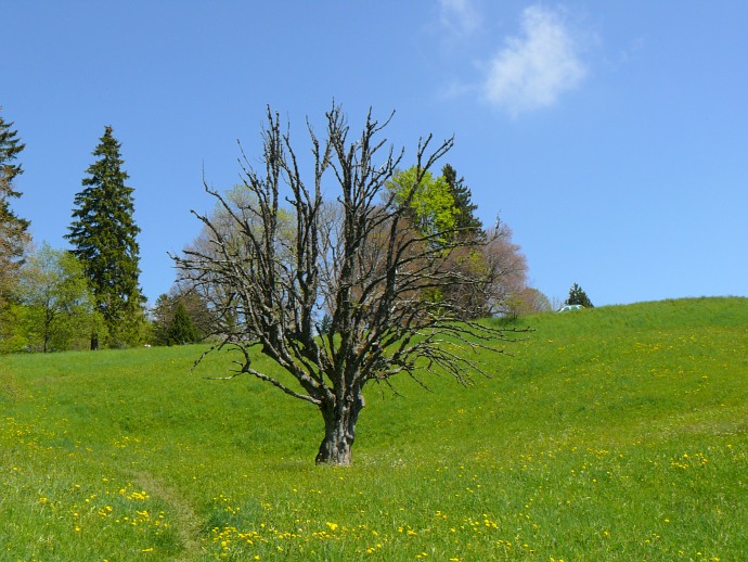 Wiese bei Balmberg