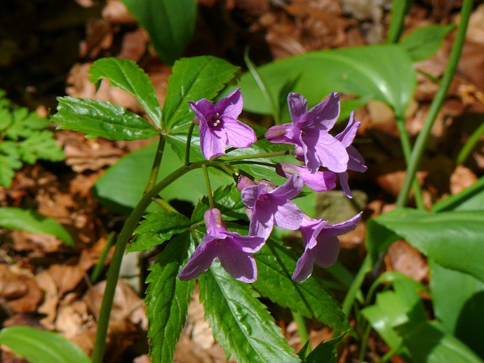  Drüsen-Zahnwurz (Cardamine pentaphyllos)