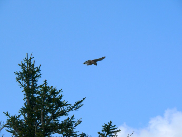 Greifvogel im Aufwind