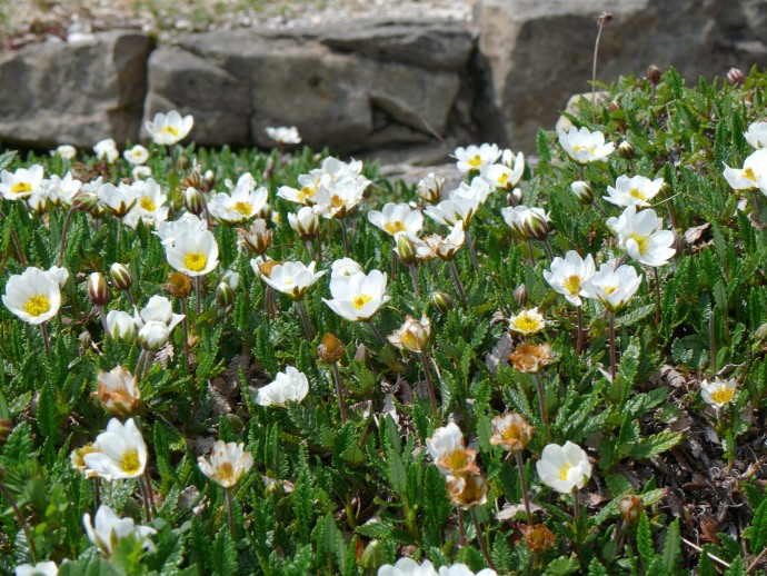 Alpengarten am Kurhaus Weissenstein