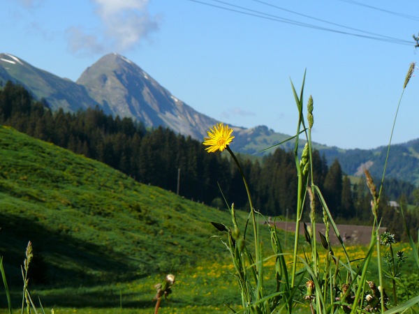 Frühlingsboten beim Salwideli