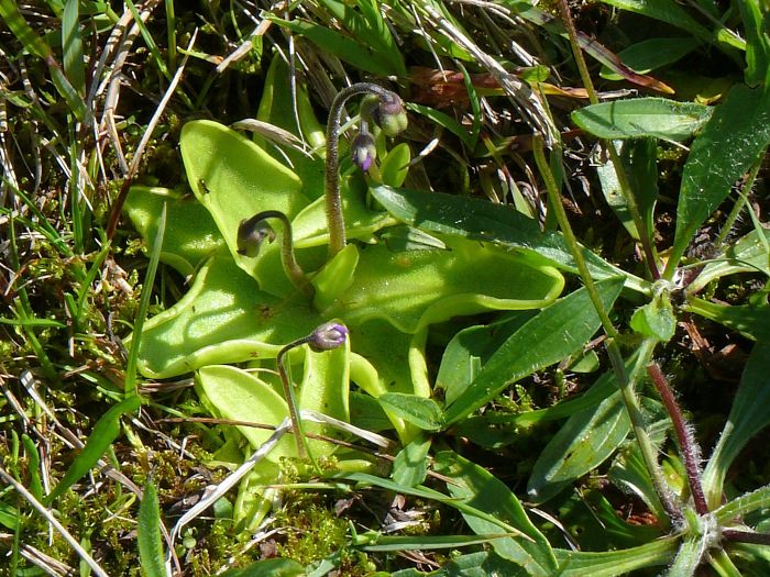 Fettkraut (Pinguicula vulgaris)