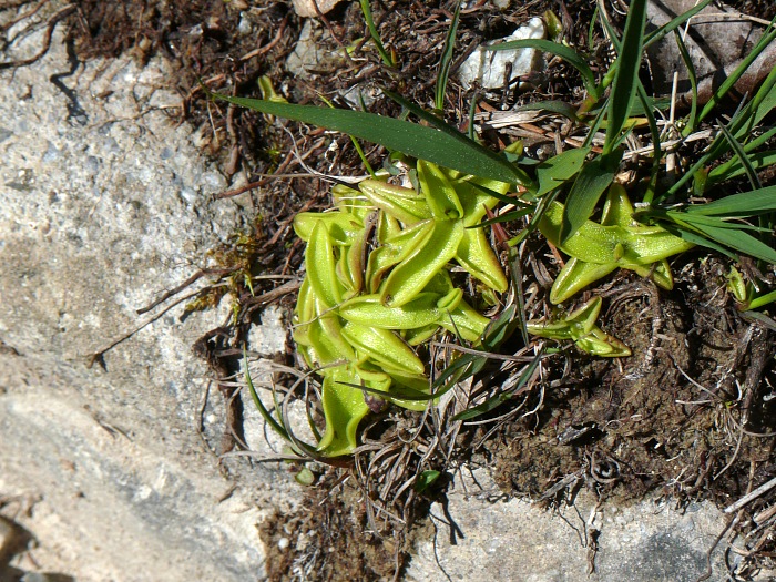 Fettkräuter (Pinguicula vulgaris)