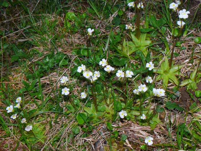 blühende Fettkräuter (Pinguicula alpina)