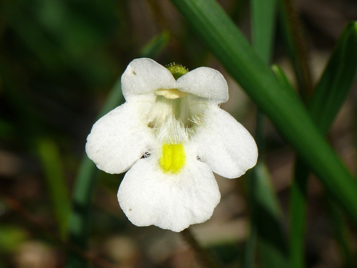 Fettkraut-Blüte (Pinguicula alpina)