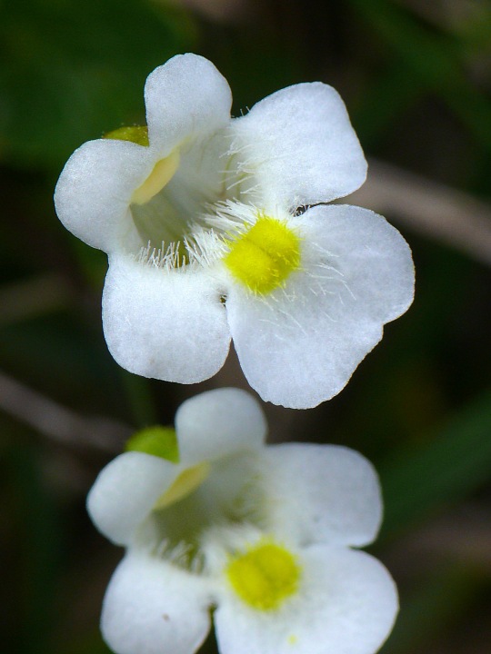 blühende Fettkräuter (Pinguicula alpina)