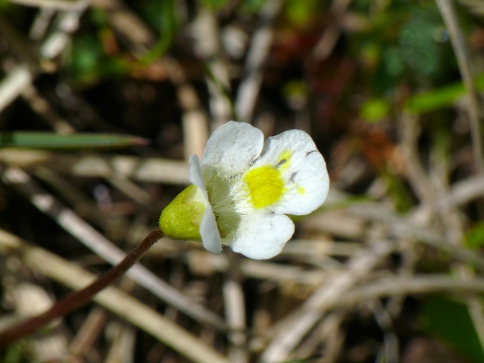 blühende Fettkräuter (Pinguicula alpina)