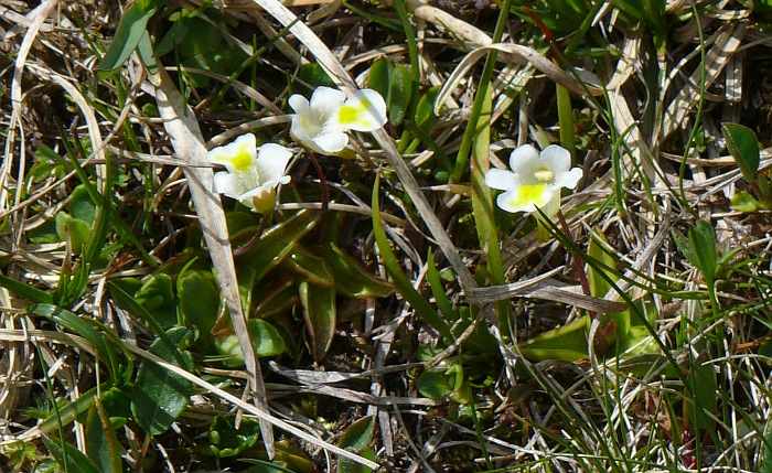 blühende Fettkräuter (Pinguicula alpina)