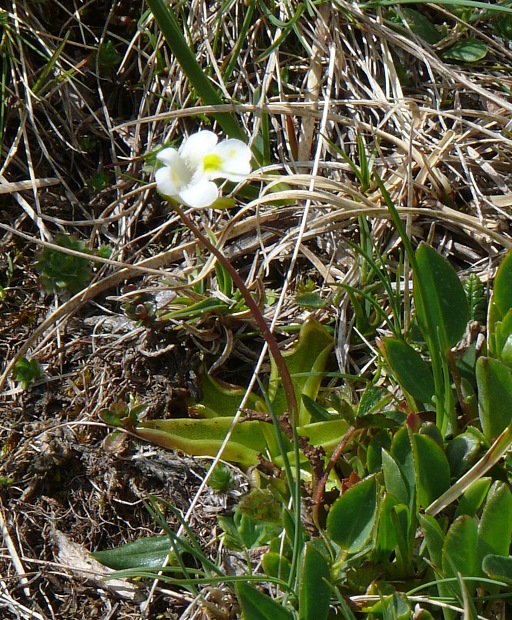 blühende Fettkräuter (Pinguicula alpina)