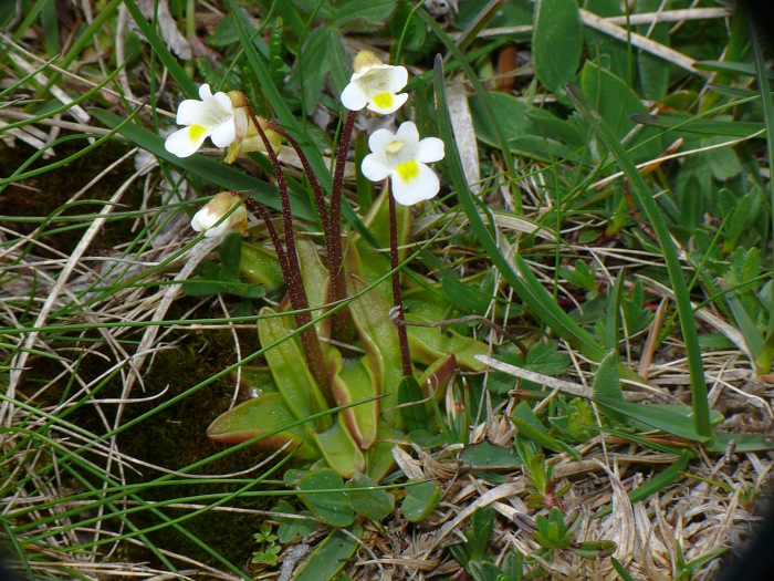 blühende Fettkräuter (Pinguicula alpina)