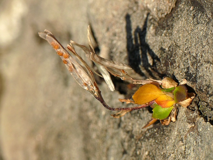 Pflänzchen in der Felsspalte