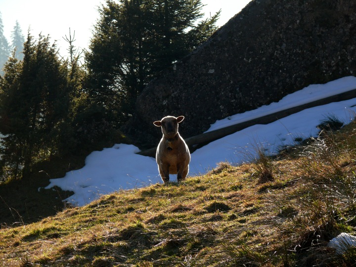 Schaf im Gegenlicht