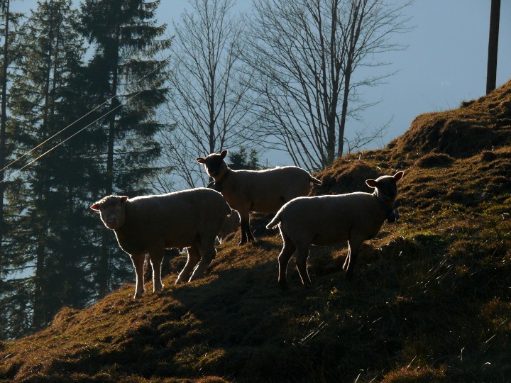 Schafe im Gegenlicht