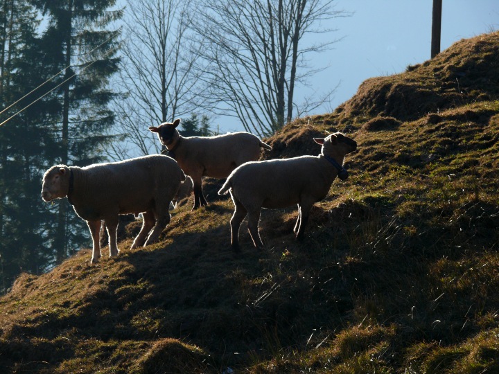 Schafe im Gegenlicht