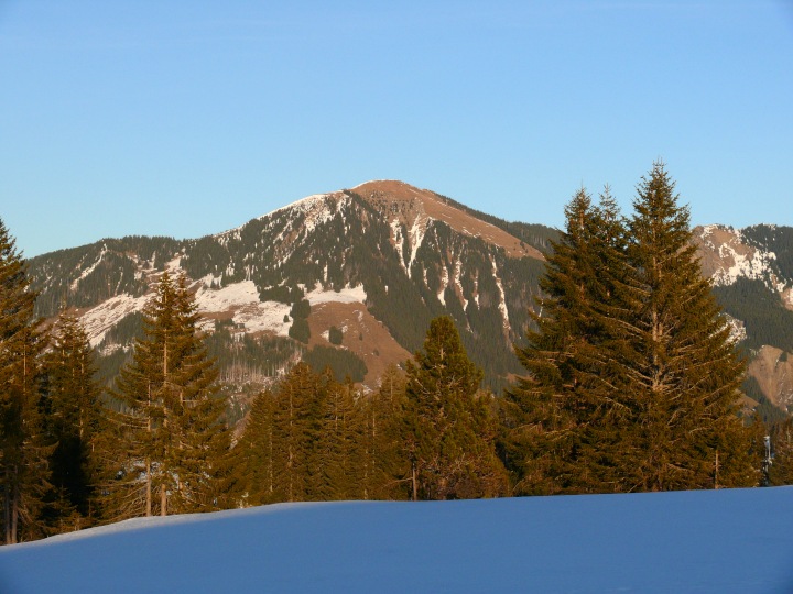 Haglere im Abendlicht