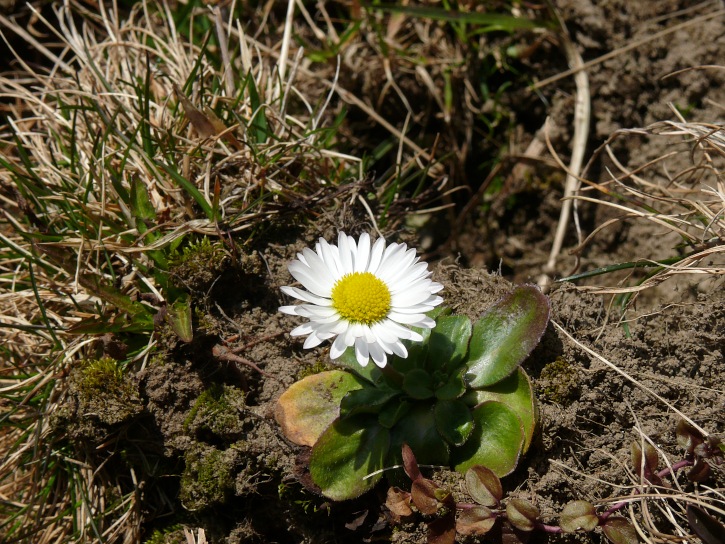 Maßliebchen (?)